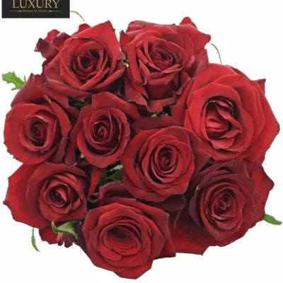 Kytica 9 luxusných ruží EVER RED 70cm