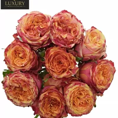 Kytice 9 luxusních růží HURRICANE 90cm