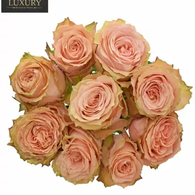 Kytice 9 luxusních růží KAWA+ 40cm