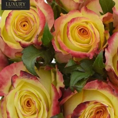 Kytice 9 luxusních růží KNOX 70cm