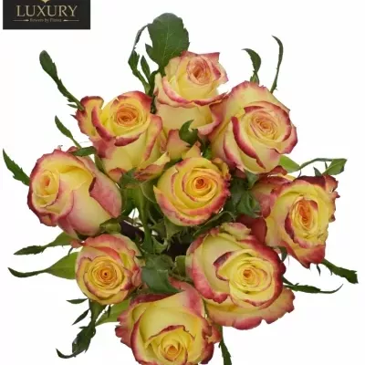 Kytice 9 luxusních růží  KNOX 70cm