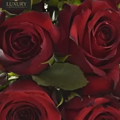 Kytice 9 luxusních růží MENDOZA
