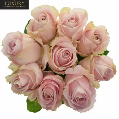 Kytice 9 luxusních růží PINK AVALANCHE+
