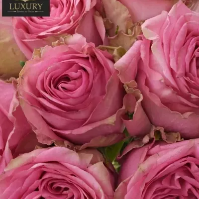 Kytice 9 luxusních růží PINK TORRENT 50cm