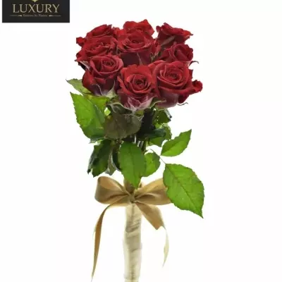 Kytice 9 luxusních růží RED EAGLE 60cm