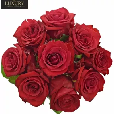 Kytica 9 luxusných ruží RED EAGLE 55cm