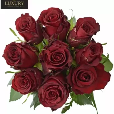 Kytice 9 luxusních růží RED LION 70cm