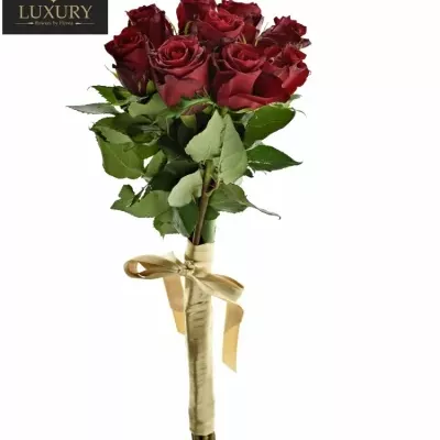 Kytice 9 luxusních růží RED LION 70cm