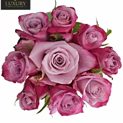 Kytice 9 luxusních růží ROCKFIRE 90cm