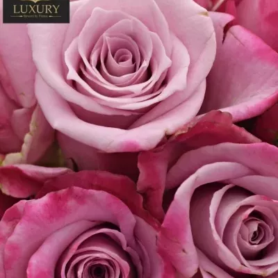 Kytice 9 luxusních růží ROCKFIRE 50cm