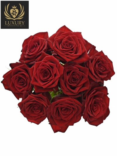 Kytice 9 luxusních růží TESTAROSSA 80cm