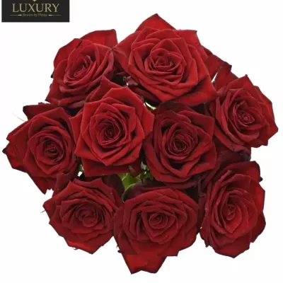 Kytice 9 luxusních růží TESTAROSSA 50cm