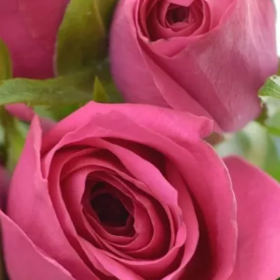 Kytice 9 malinových růží ADAMMA 40cm