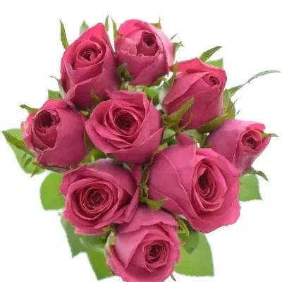 Kytice 9 malinových růží ADAMMA 50cm