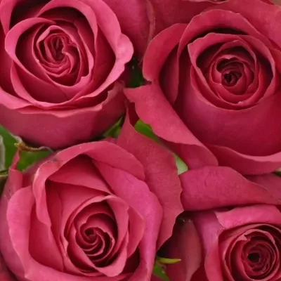 Kytice 9 malinových růží GRAND EUROPE 40cm