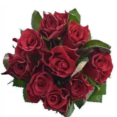 Kytica 9 červených ruzi Red Tacazzi+ 50cm