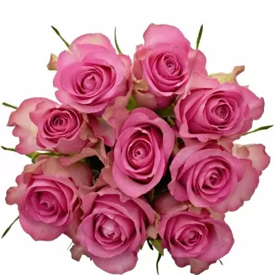 Kytice 9 růžových růží ROYAL JEWEL 60cm