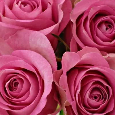 Kytice 9 malinových růží ROYAL JEWEL 50cm