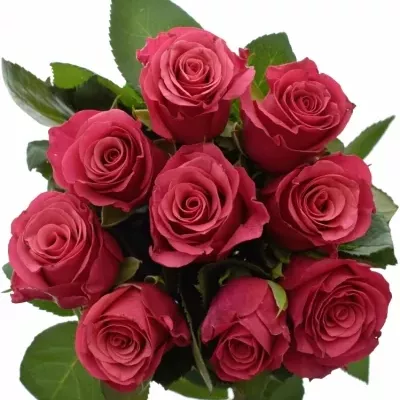 Kytice 9 malinových růží TACAZZI 50cm