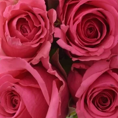 Kytice 9 malinových růží TENGA VENGA 40cm