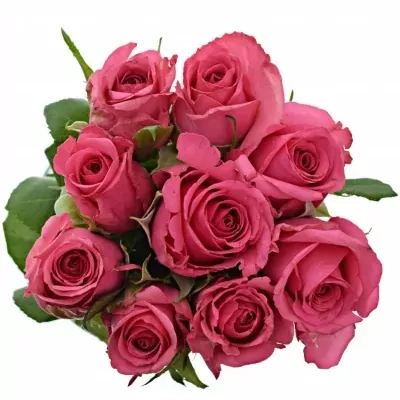 Kytice 9 malinových růží TENGA VENGA 35cm