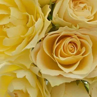 Kytice 9 meruňkových růží ANGELA 40cm