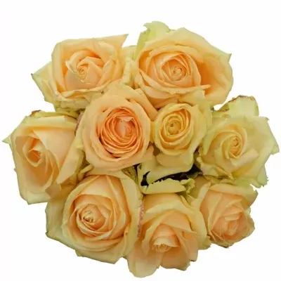 Kytice 9 meruňkových růží AVALANCHE PEACH+ 50 cm