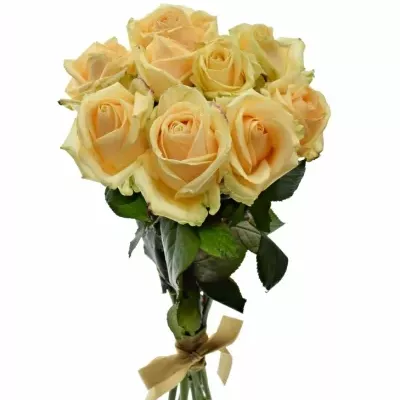 Kytice 9 meruňkových růží AVALANCHE PEACH+ 60cm