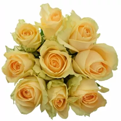 Kytice 9 meruňkových růží MAGIC AVALANCHE 45cm