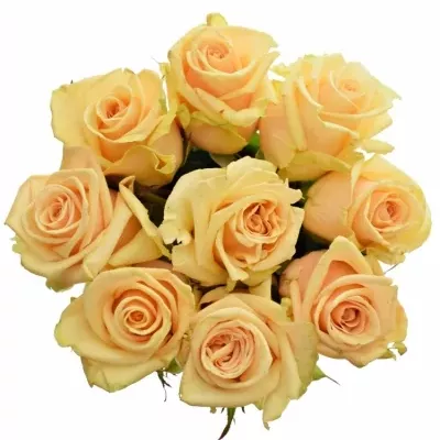 Kytice 9 meruňkových růží PRIMA DONNA 70cm