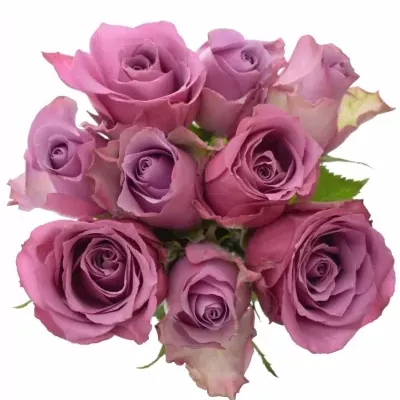 Míchaná kytice 9 vícebarevných růží ABEER 40 cm