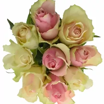 Míchaná kytice 9 vícebarevných růží AHAB 40 cm