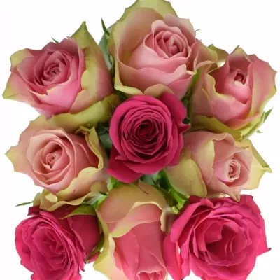 Kytice 9 míchaných růží ALHIVIA 50cm