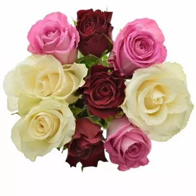 Kytice 9 vícebarevných růží BELLESIANA 50 cm