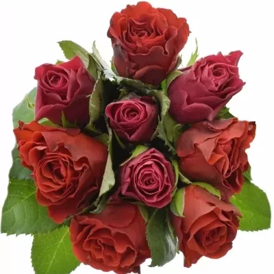 Kytice 9 míchaných růží DERRIE 70cm