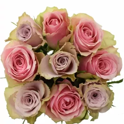Kytice 9 vícebarevných růží IKIA 50 cm