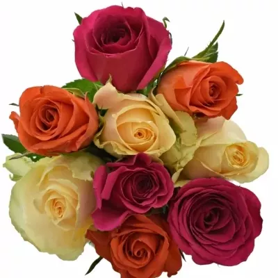 Kytice 9 míchaných růží KIMI CANDRA 45cm
