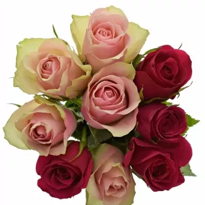 Kytice 9 míchaných růží LILA CANDRA 50cm