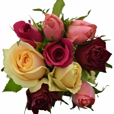 Míchaná kytice 9 vícebarevných růží LILA MELORA 50 cm