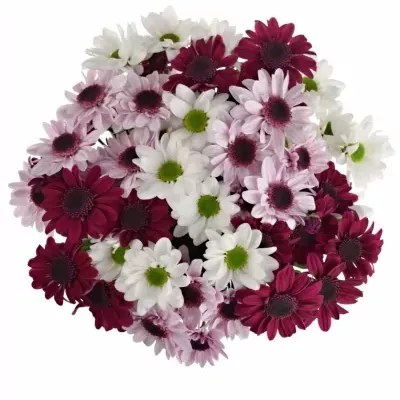 Kytice 9 míchaných chryzantém WHITE STRESSA 40cm