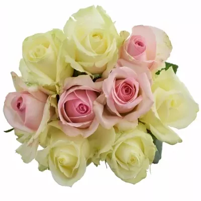 Míchaná kytice 9 vícebarevných růží AMELIA 50 cm