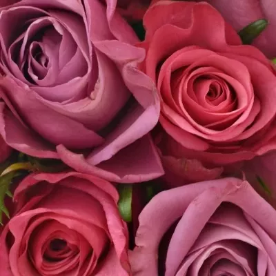 Kytice 9 míchaných růží BENAYA