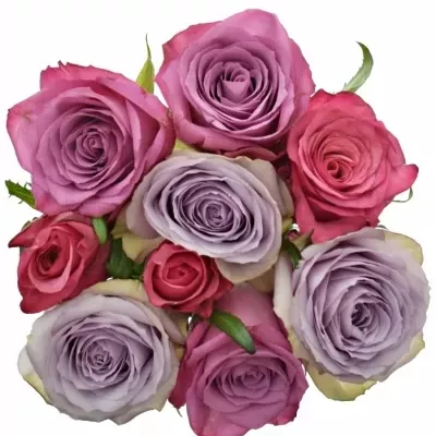 Kytice 9 míchaných růží DARIELLA 70cm