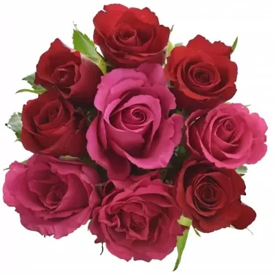Kytice 9 míchaných růží GRACIANA 35cm