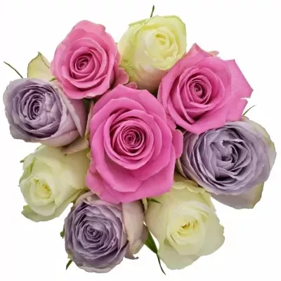 Kytice 9 vícebarevných růží LIGHT LORRIESS 45 cm
