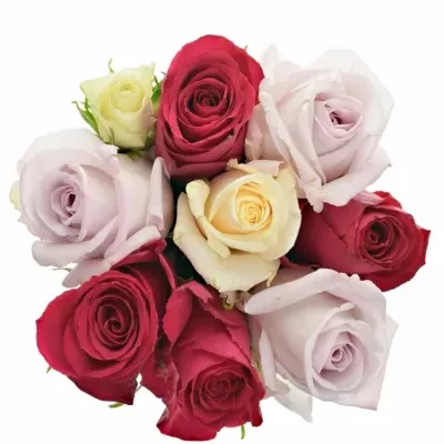 Kytice 9 míchaných růží LORRIESS 50cm
