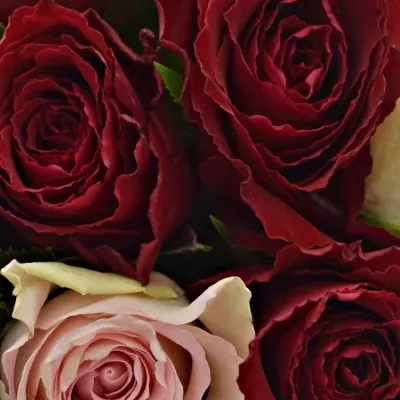 Kytice 9 míchaných růží MADAM BISOU 50cm