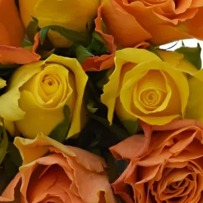 Kytice 9 míchaných růží MARYWALK 50cm
