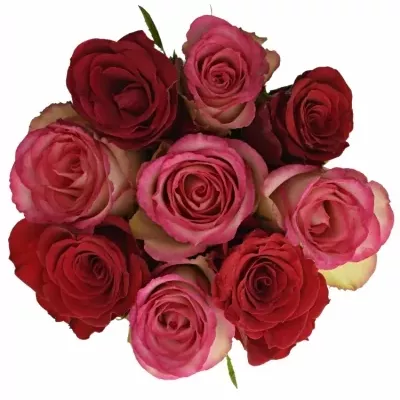 Kytice 9 míchaných růží ODETTE 45cm