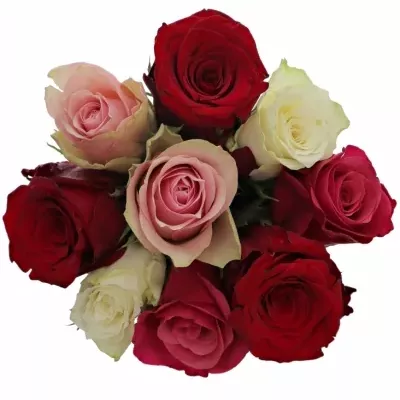 Kytice 9 míchaných růží RADWAN 35cm